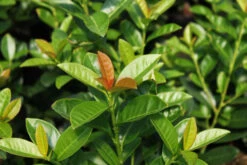 Angebote Wurzel Zeit Store 21 Kirschlorbeer / Lorbeerkirsche 'Kleopatra' ®