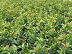 Kirschlorbeer / Lorbeerkirsche 'Kleopatra' ® -Angebote Wurzel Zeit Store b031295 Kirschlorbeer Lorbeerkirsche Kleopatra Neu 0