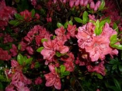 Japanische Azalee 'Satschiko' / Geisha Orange ® -Angebote Wurzel Zeit Store b032410 Japanische Azalee Satschiko Geisha Orange 124228 0