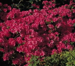 Japanische Azalee 'Rubinetta'