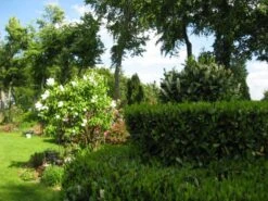 Kirschlorbeer / Lorbeerkirsche 'Etna' ® -Angebote Wurzel Zeit Store b054356 Kirschlorbeer Lorbeerkirsche Etna 74239 0