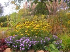 Kissen-Aster 'Prof. Anton Kippenberg' -Angebote Wurzel Zeit Store b062548 Kissen Aster ProfAnton Kippenberg 49295 0