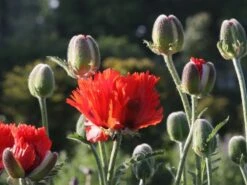Orientalischer Mohn 'Türkenlouis' -Angebote Wurzel Zeit Store b065632 Orientalischer Mohn Tuerkenlouis 0
