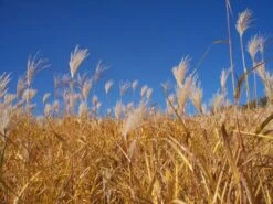 Riesen Chinaschilf 'Aksel Olsen' 17 Riesen Chinaschilf 'Aksel Olsen' -Angebote Wurzel Zeit Store b067617 Riesen Chinaschilf 94677 0