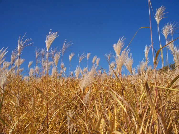 Riesen Chinaschilf 'Aksel Olsen' 9 Riesen Chinaschilf 'Aksel Olsen' – Bild 9