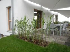 Riesen Chinaschilf 'Aksel Olsen' 16 Riesen Chinaschilf 'Aksel Olsen' -Angebote Wurzel Zeit Store b067617 Riesen Chinaschilf Aksel Olsen 324254 0