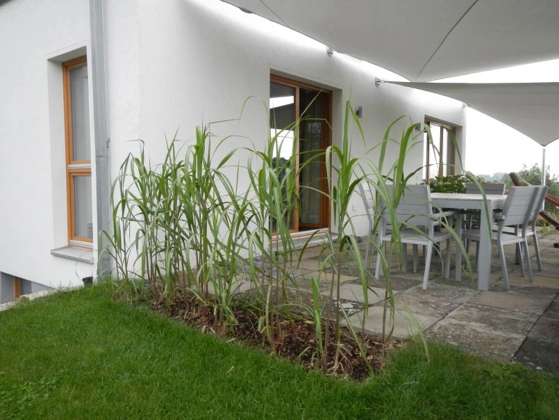 Riesen Chinaschilf 'Aksel Olsen' 8 Riesen Chinaschilf 'Aksel Olsen' – Bild 8