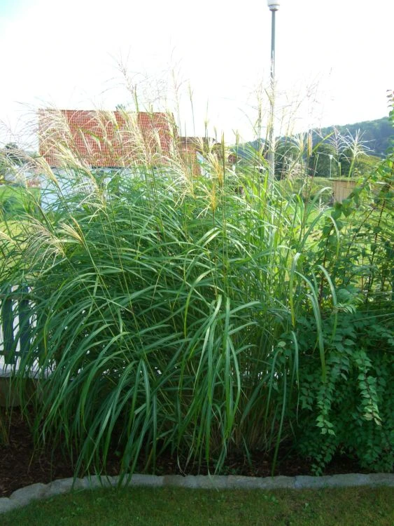 Chinaschilf 'Kleine Fontäne' 11 Chinaschilf 'Kleine Fontäne' – Bild 11