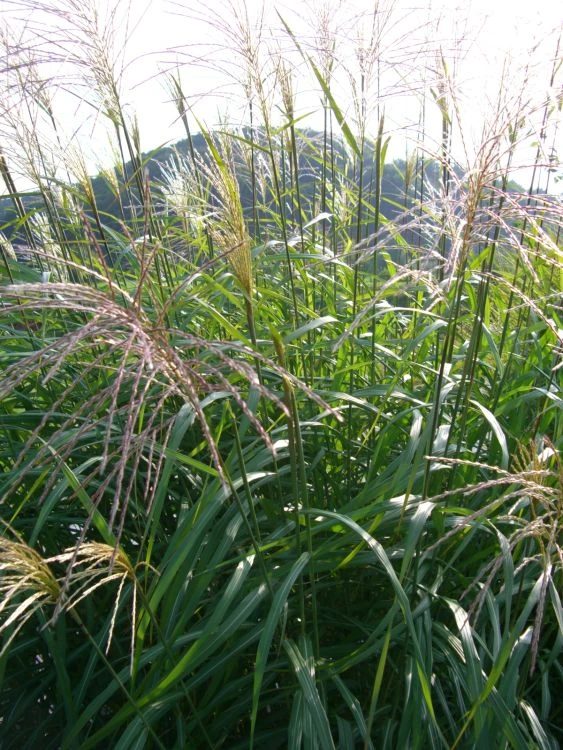 Chinaschilf 'Kleine Fontäne' 10 Chinaschilf 'Kleine Fontäne' – Bild 10