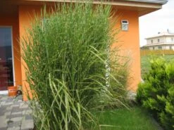 Stachelschweingras / Zebraschilf 'Strictus' -Angebote Wurzel Zeit Store b067646 Stachelschweingras Zebraschilf 61860 0