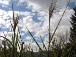 Überhängendes Zebra Chinaschilf 'Zebrinus' -Angebote Wurzel Zeit Store b067650 Ueberhaengendes Zebra Chinaschilf Zebrinus 193676 0