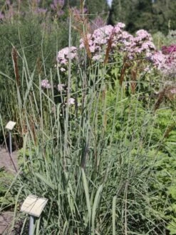 Indianergras 'Indian Steel' -Angebote Wurzel Zeit Store b067709 Indianergras Indian Steel 0