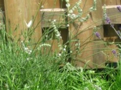 Weißer Lavendel 'Alba' -Angebote Wurzel Zeit Store b067877 Weisser Lavendel 156952 0