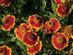 Sonnenbraut 'Biedermeier' -Angebote Wurzel Zeit Store b069215 Garten Sonnenbraut Biedermeier 0