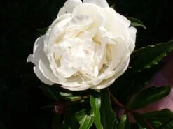 Pfingstrose Weiß Gefüllt -Angebote Wurzel Zeit Store b071091 Garten Pfingstrose 110876 0