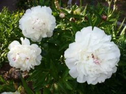 Pfingstrose Weiß Gefüllt -Angebote Wurzel Zeit Store b071091 Garten Pfingstrose 110876 1