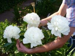 Pfingstrose Weiß Gefüllt -Angebote Wurzel Zeit Store b071091 Garten Pfingstrose 110876 2