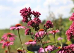 Veränderte Flammenblume 'Natural Feelings' ® -Angebote Wurzel Zeit Store b072465 Veraenderte Garten Flammenblume Natural Feelings 0