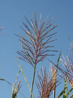 Chinaschilf 'Giraffe' -Angebote Wurzel Zeit Store b099999 Chinaschilf Giraffe 0