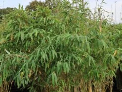 Bambus 'Deep Forest' ® -Angebote Wurzel Zeit Store bambus deep forest m092474 w 1