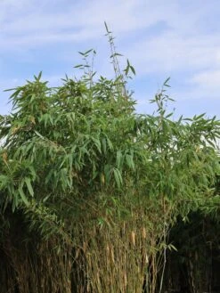 Bambus 'Deep Forest' ® -Angebote Wurzel Zeit Store bambus deep forest m092474 w 2