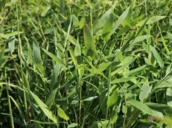 Bambus 'Jumbo' -Angebote Wurzel Zeit Store bambus jumbo m006996 w 0