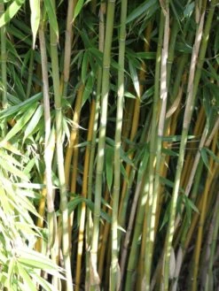 Bambus 'Jumbo' -Angebote Wurzel Zeit Store bambus jumbo m006996 w 1