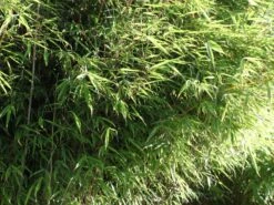 Bambus 'Jumbo' -Angebote Wurzel Zeit Store bambus jumbo m006996 w 2