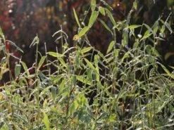 Bambus 'Jumbo' -Angebote Wurzel Zeit Store bambus jumbo m006996 w 3