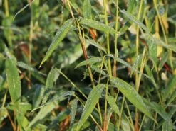 Bambus 'Jumbo' -Angebote Wurzel Zeit Store bambus jumbo m006996 w 4