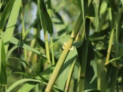 Bambus 'Jumbo' -Angebote Wurzel Zeit Store bambus jumbo m006996 w 5