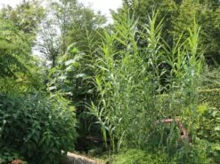 Bambus 'Jumbo' -Angebote Wurzel Zeit Store bambus jumbo m006996 w 6