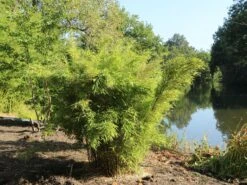 Bambus 'Jumbo' -Angebote Wurzel Zeit Store bambus jumbo m006996 w 7