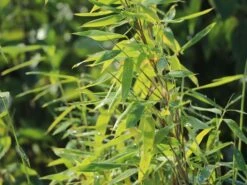 Bambus 'Jumbo' -Angebote Wurzel Zeit Store bambus jumbo m006996 w 8