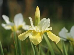 Bartlose Schwertlilie 'Butter And Sugar' -Angebote Wurzel Zeit Store bartlose schwertlilie butter and sugar m044842 w 2