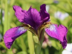 Bartlose Schwertlilie 'Ruffled Velvet' -Angebote Wurzel Zeit Store bartlose schwertlilie ruffled velvet m059282 w 1