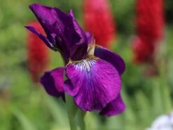 Bartlose Schwertlilie 'Ruffled Velvet' -Angebote Wurzel Zeit Store bartlose schwertlilie ruffled velvet m059282 w 2