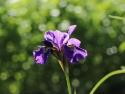 Bartlose Schwertlilie 'Ruffled Velvet' -Angebote Wurzel Zeit Store bartlose schwertlilie ruffled velvet m059282 w 3