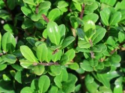 Berg-Ilex 'Robustico' ® -Angebote Wurzel Zeit Store berg ilex robustico m123347 w 0