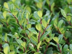 Berg-Ilex 'Robustico' ® -Angebote Wurzel Zeit Store berg ilex robustico m123347 w 2