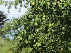 Birne 'Conference' -Angebote Wurzel Zeit Store birne conference m006624 w 0