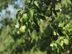 Birne 'Conference' -Angebote Wurzel Zeit Store birne conference m006624 w 1