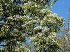 Birne 'Conference' -Angebote Wurzel Zeit Store birne conference m006624 w 2