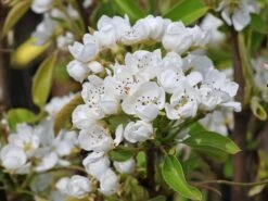 Birne 'Conference' -Angebote Wurzel Zeit Store birne conference m006624 w 4