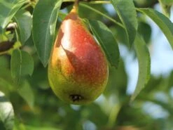 Birne 'Talgar Beauty'