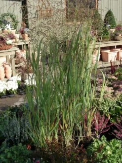 Bläuliche Ruten-Hirse 'Heavy Metal' -Angebote Wurzel Zeit Store blaeuliche ruten hirse heavy metal m012560 w 0