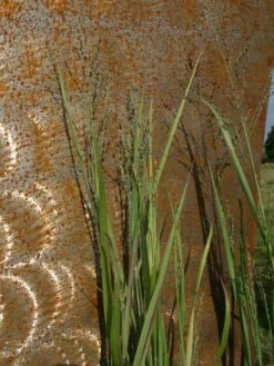 Bläuliche Ruten-Hirse 'Heavy Metal' -Angebote Wurzel Zeit Store blaeuliche ruten hirse heavy metal m012560 w 2