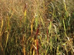 Bläuliche Ruten-Hirse 'Heavy Metal' -Angebote Wurzel Zeit Store blaeuliche ruten hirse heavy metal m012560 w 4