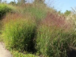 Bläuliche Ruten-Hirse 'Heavy Metal' -Angebote Wurzel Zeit Store blaeuliche ruten hirse heavy metal m012560 w 5