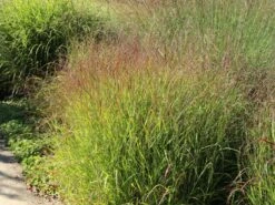 Bläuliche Ruten-Hirse 'Heavy Metal' -Angebote Wurzel Zeit Store blaeuliche ruten hirse heavy metal m012560 w 6